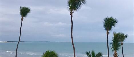 Una playa con palmeras y vista al océano.