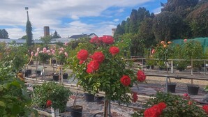 A greenhouse with various potted plants and flowers, including red roses. - Apartment Osterstraße 123 (Hannover)