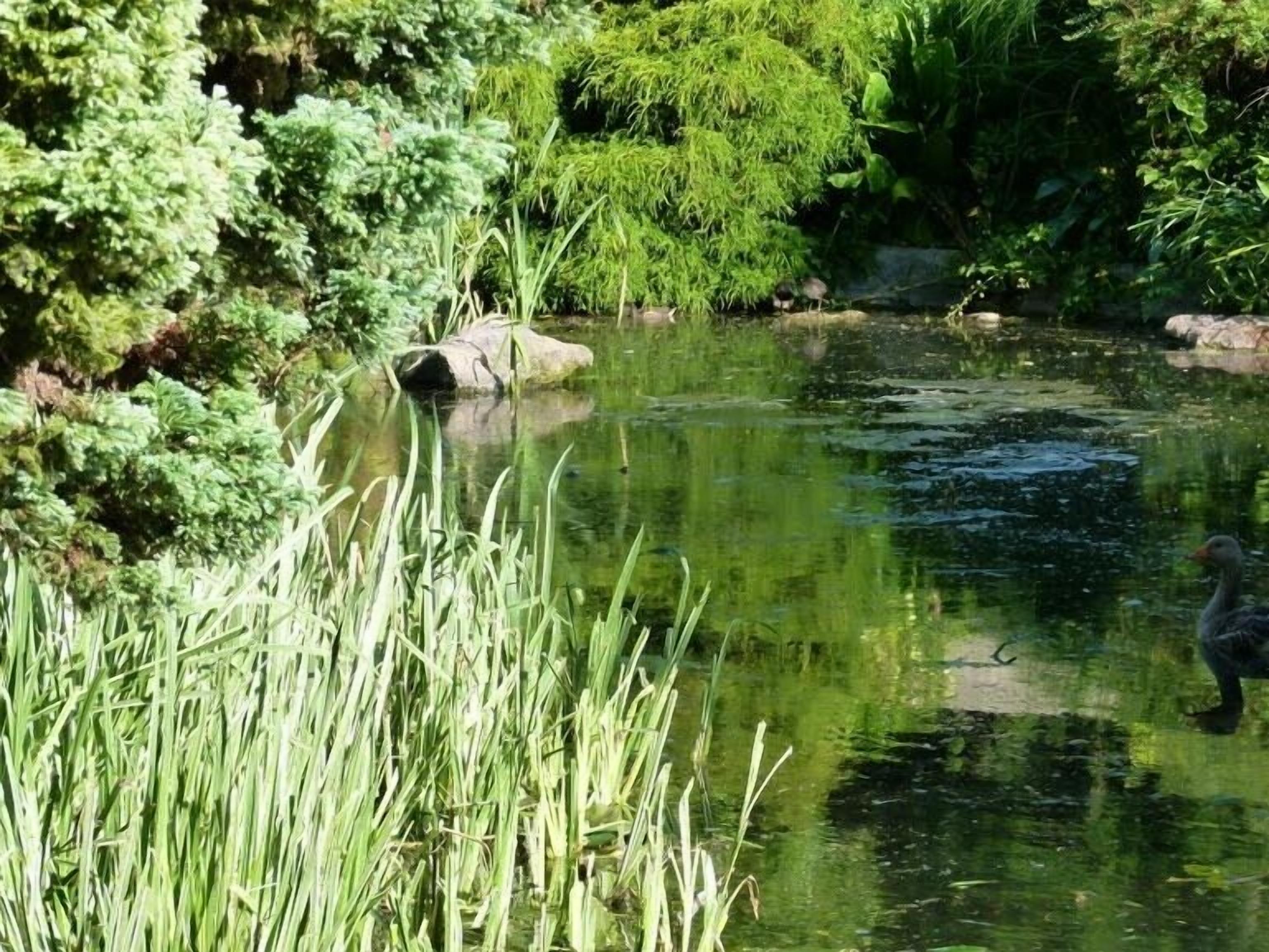 A pond surrounded by lush greenery and rocks.