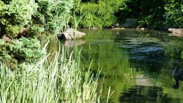 A pond surrounded by lush greenery and rocks.