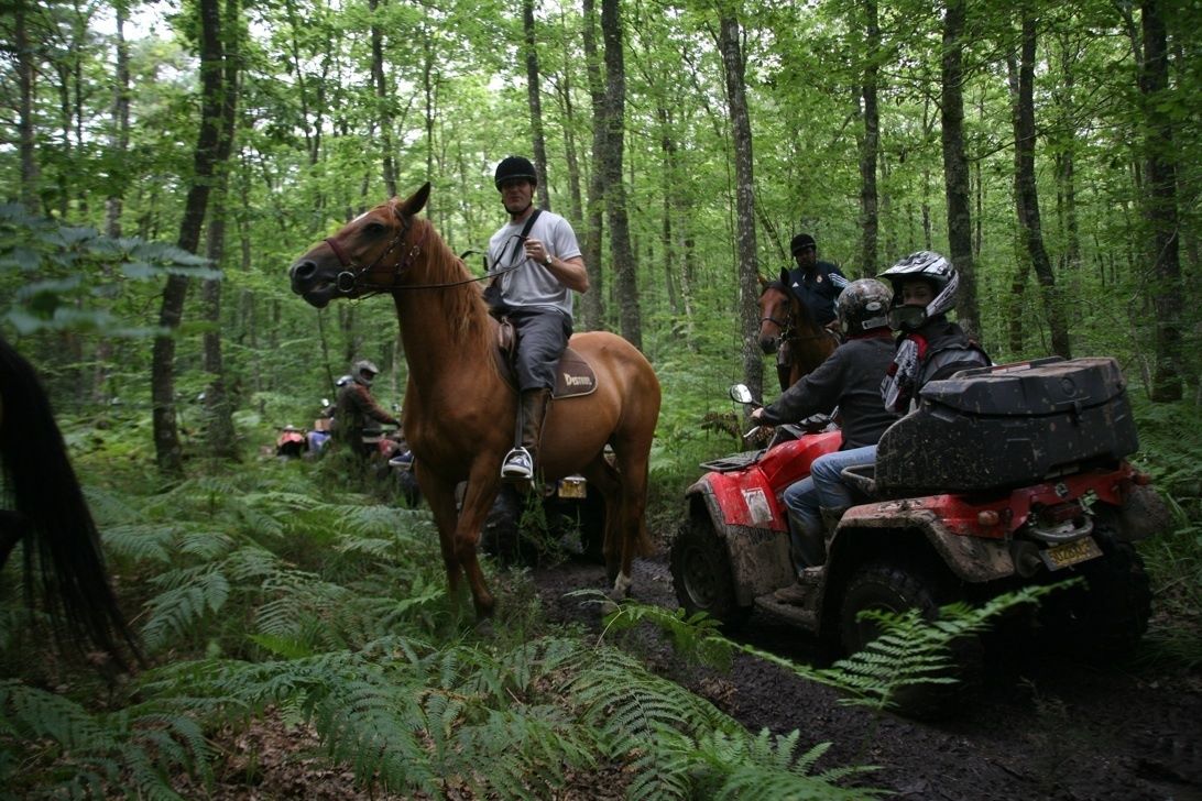 A forest with a horse and ATV riders.