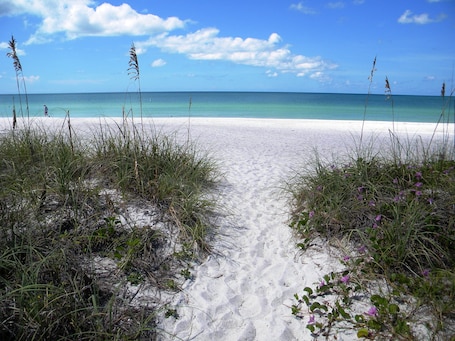 A sandy beach path leading to the ocean with tall grasses and purple flowers.