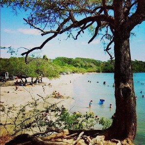 A beach with a large tree in the foreground, clear blue water, and people swimming.