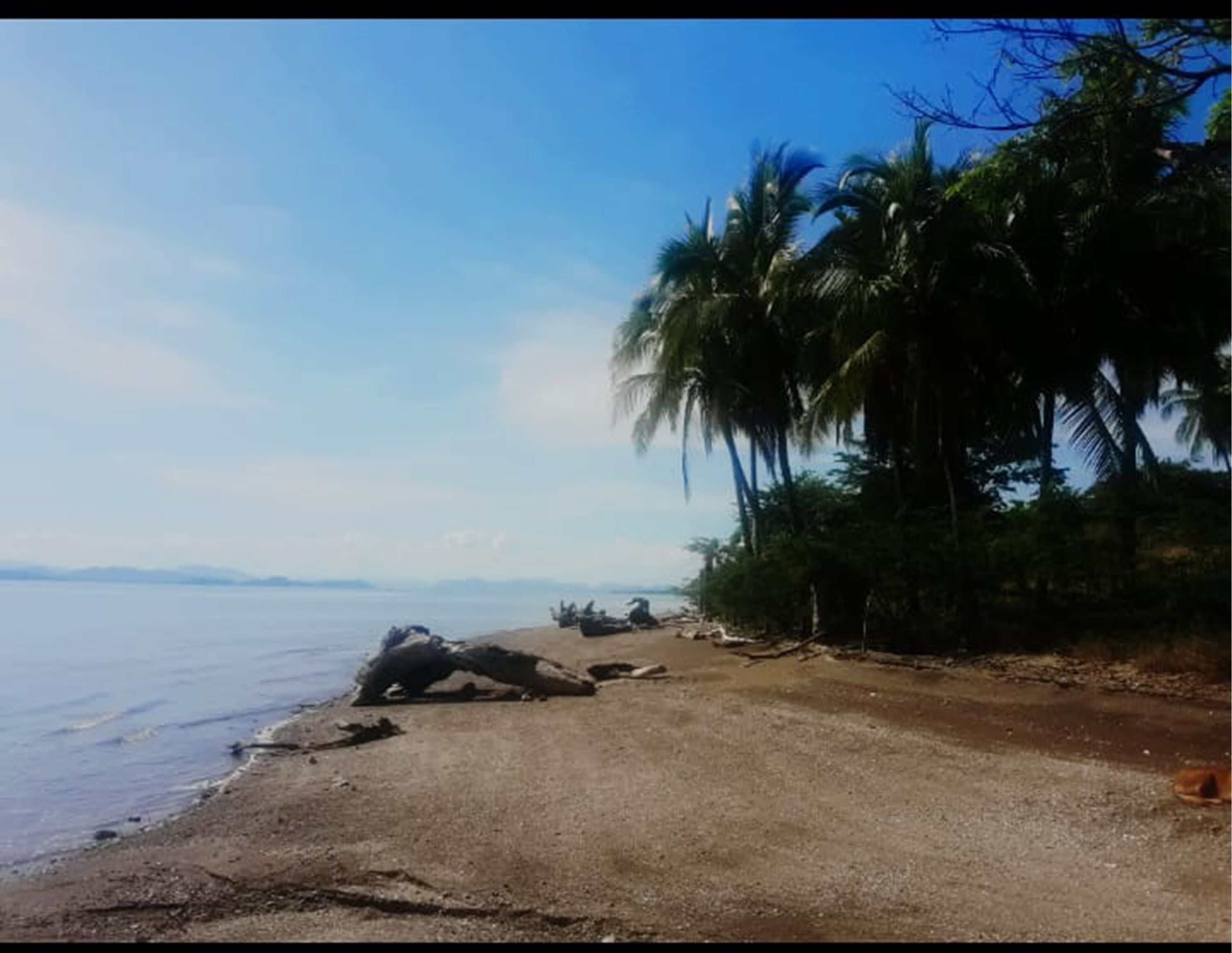 A beach with a dirt path, palm trees, and a calm sea.