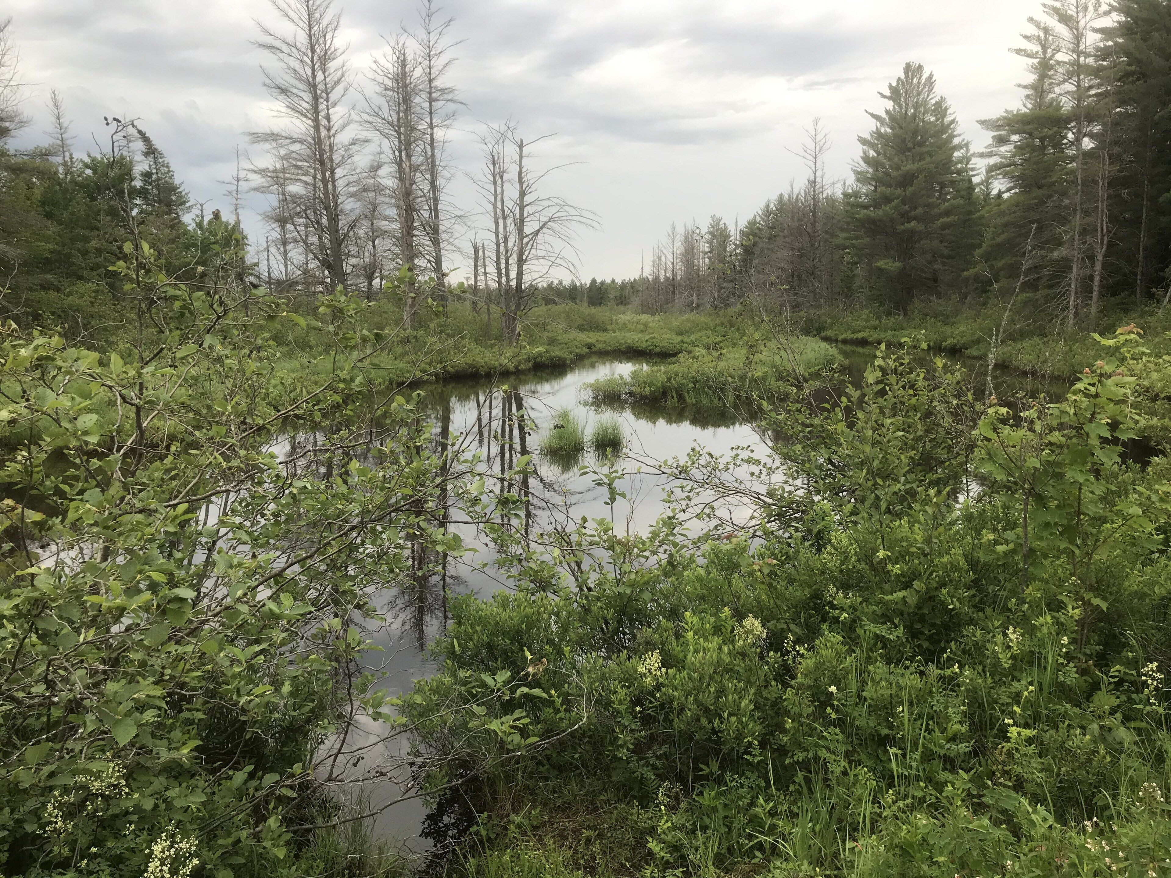 Un paysage naturel caractérisé par une rivière paisible, une végétation luxuriante et de nombreux arbres.