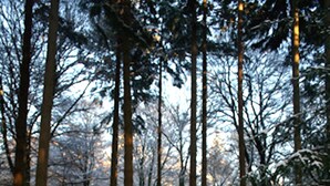 A wooden bench in a snowy forest. - Amazing New Forest location - Sleeps up to 14 people (Brockenhurst)