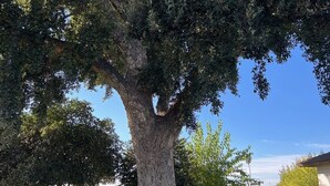 Un árbol grande en un césped cuidado, con cielo despejado.