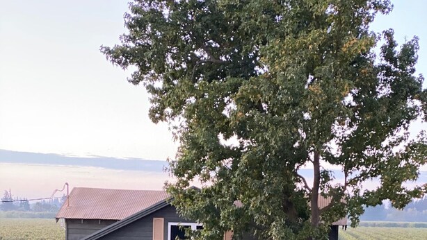 Una casa de dos pisos con un árbol grande en frente, un garaje y un césped bien cuidado.