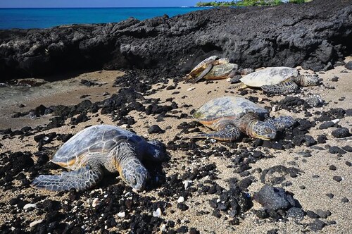 Best Value Hawaii Vacation Condo! - Kausituotteet