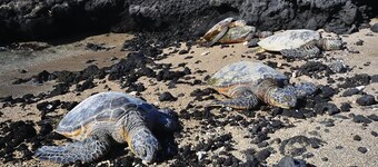 Best Vacation Value Condo Hawaï! - saisonnières Promotions