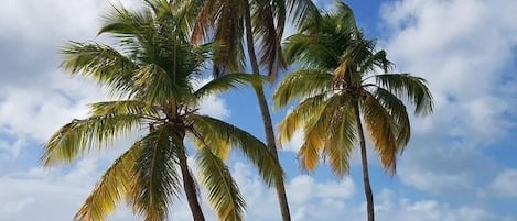 ビーチの近く、サンラウンジャー、ビーチタオル
