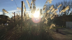 A field of tall grasses with the sun shining through them. - Stay in School by the Sea (Dunedin Area)