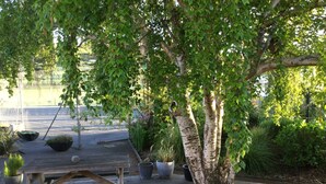 A wooden deck with a bench, surrounded by potted plants and a birch tree. - Stay in School by the Sea (Dunedin Area)