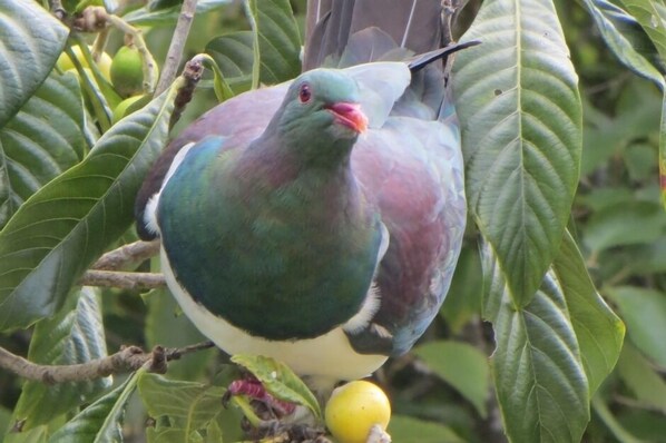 A pigeon perched on a branch with green leaves and a yellow fruit. - Kereru Cottage, tranquil and safe, close to Baddeleys Beach, Tawharanui (Matakana)