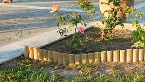 A garden bed with roses and a wooden border. - Villa Aris (Archaia Olympia)
