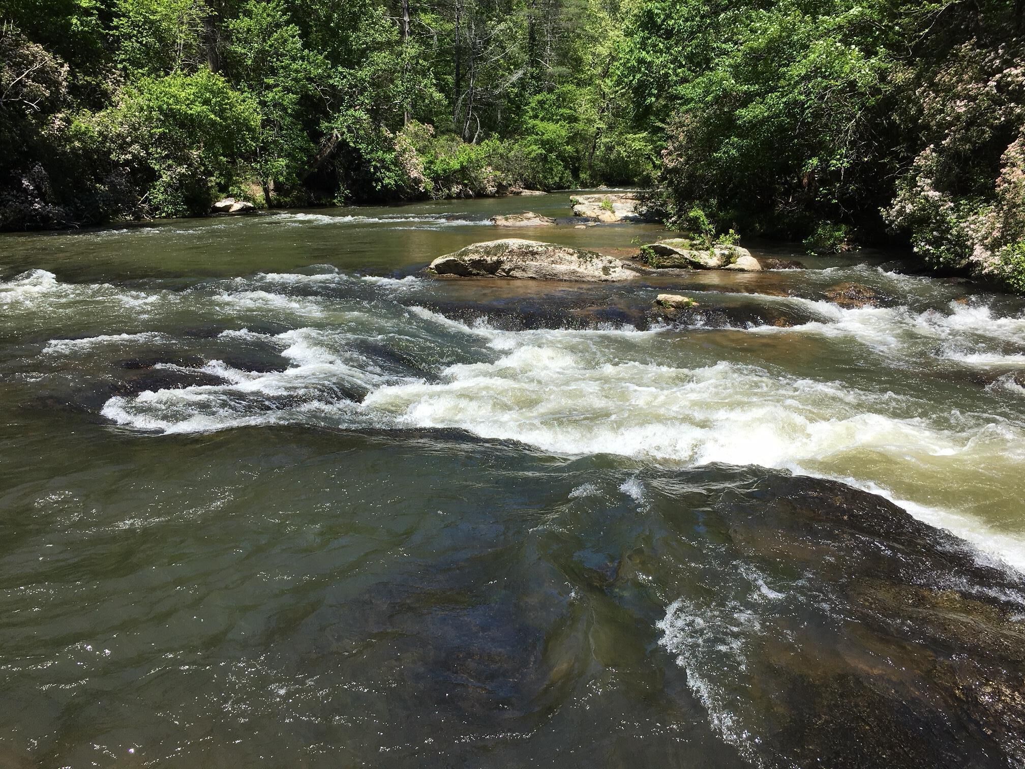 A river with clear water flowing over rocks, surrounded by dense green foliage.