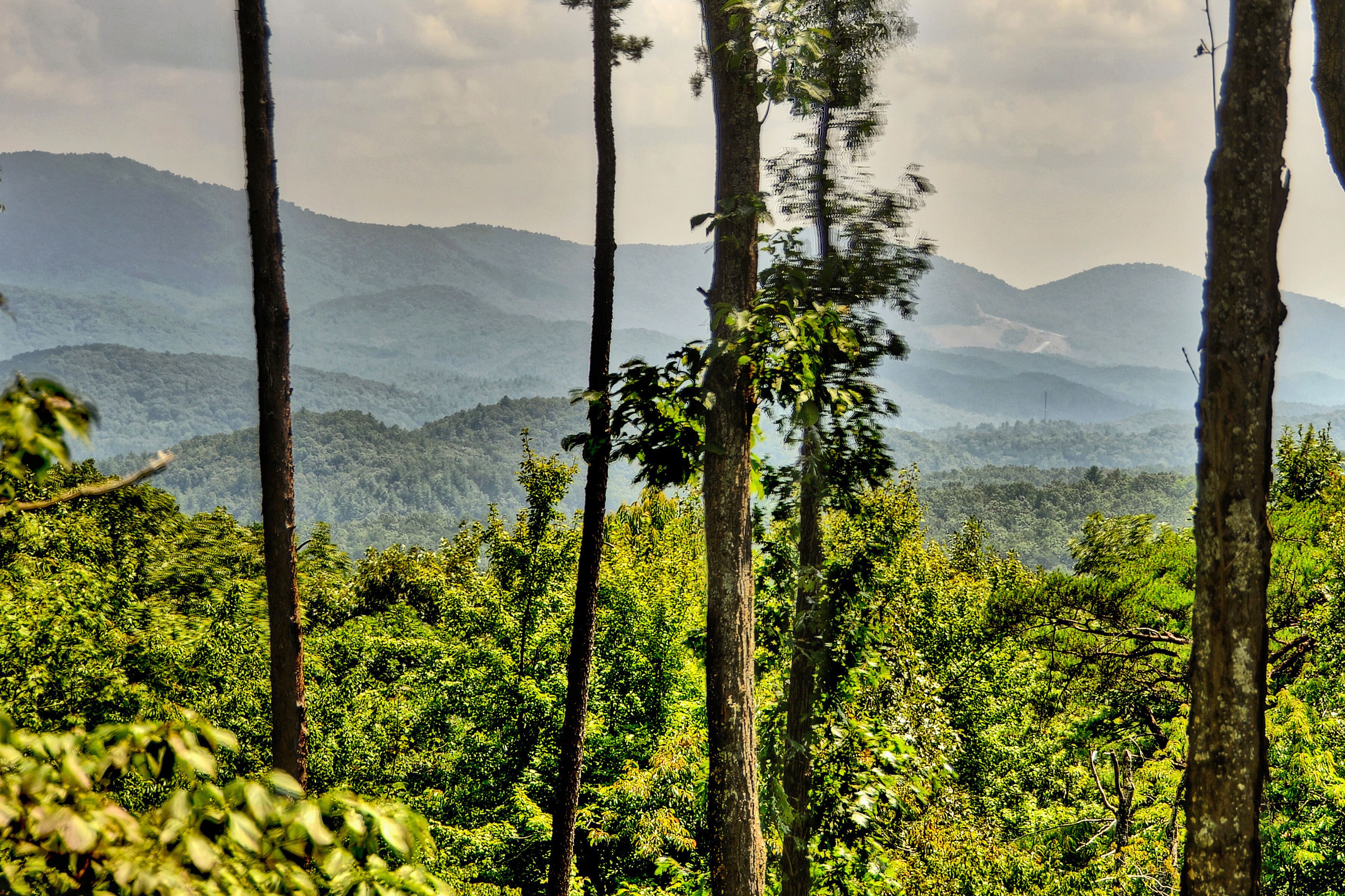 A dense forest with tall trees and a mountainous landscape in the background.