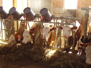 Nicht klassifiziertes Bild, 2 von 33, Schaltfläche