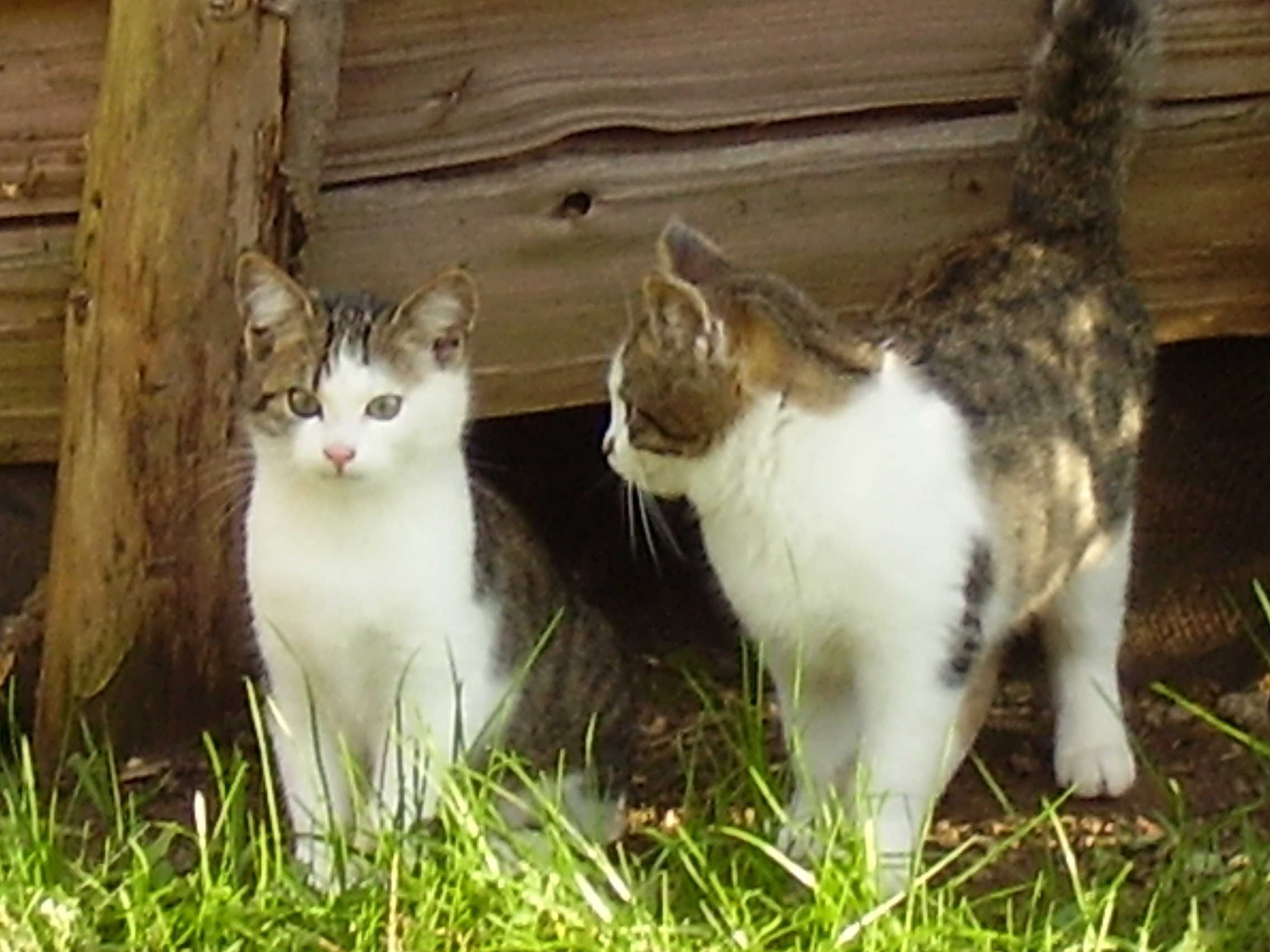 Dos gatos sentados sobre césped.