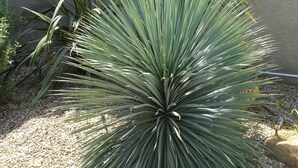 A large agave plant with long, pointed leaves in a garden setting.