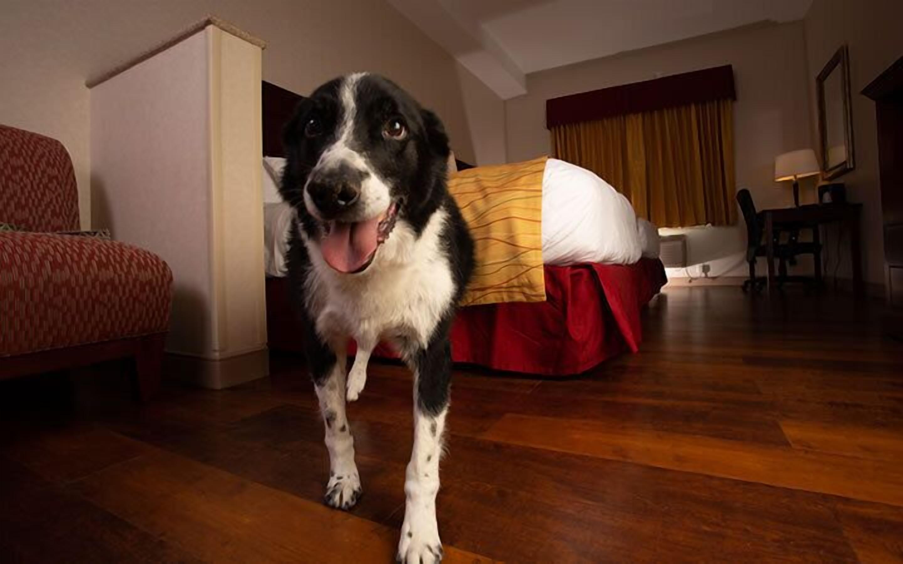 standard room, 1 queen bed (pet friendly) | in-room safe, desk, iron/ironing board, free wifi