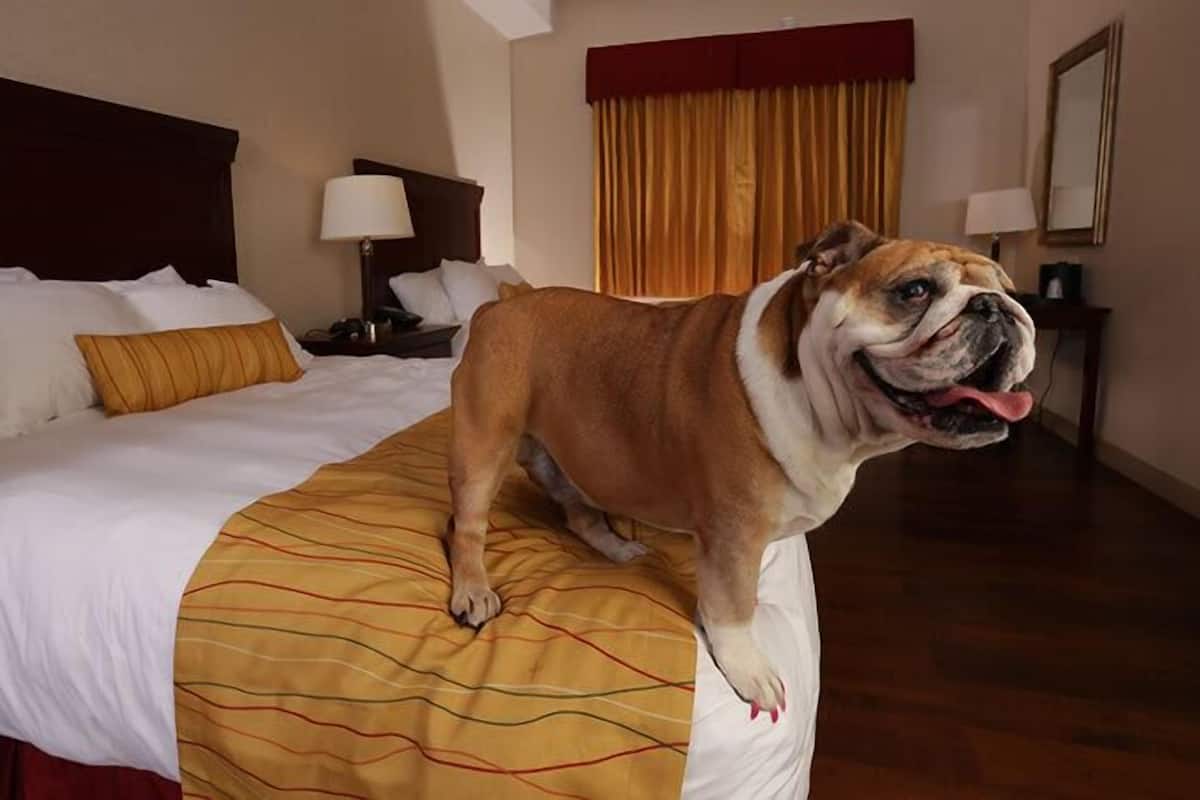 Camera Standard, 2 letti queen (Pet Friendly) | 1 camera, una cassaforte in camera, una scrivania, ferro/asse da stiro