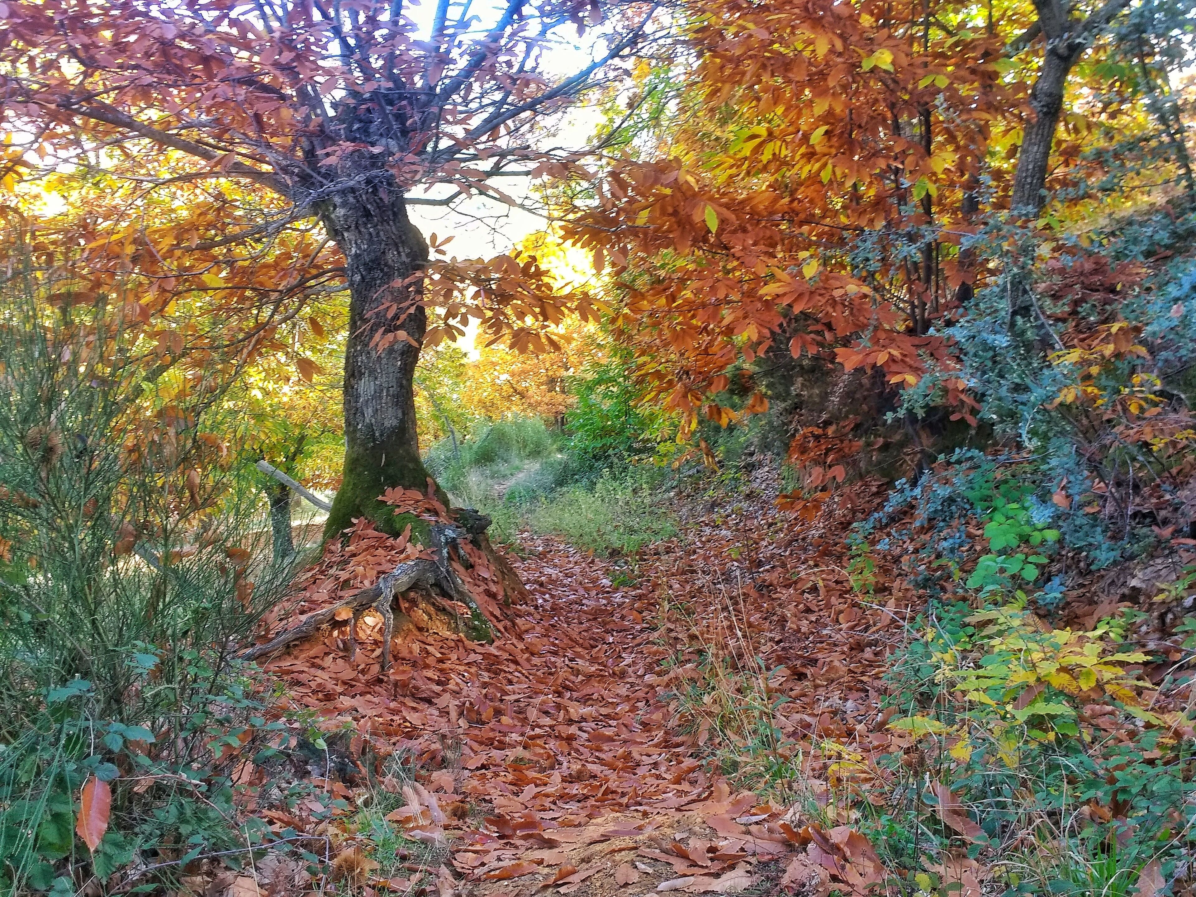 Un sendero boscoso cubierto de hojas caídas, rodeado de árboles con follaje otoñal.