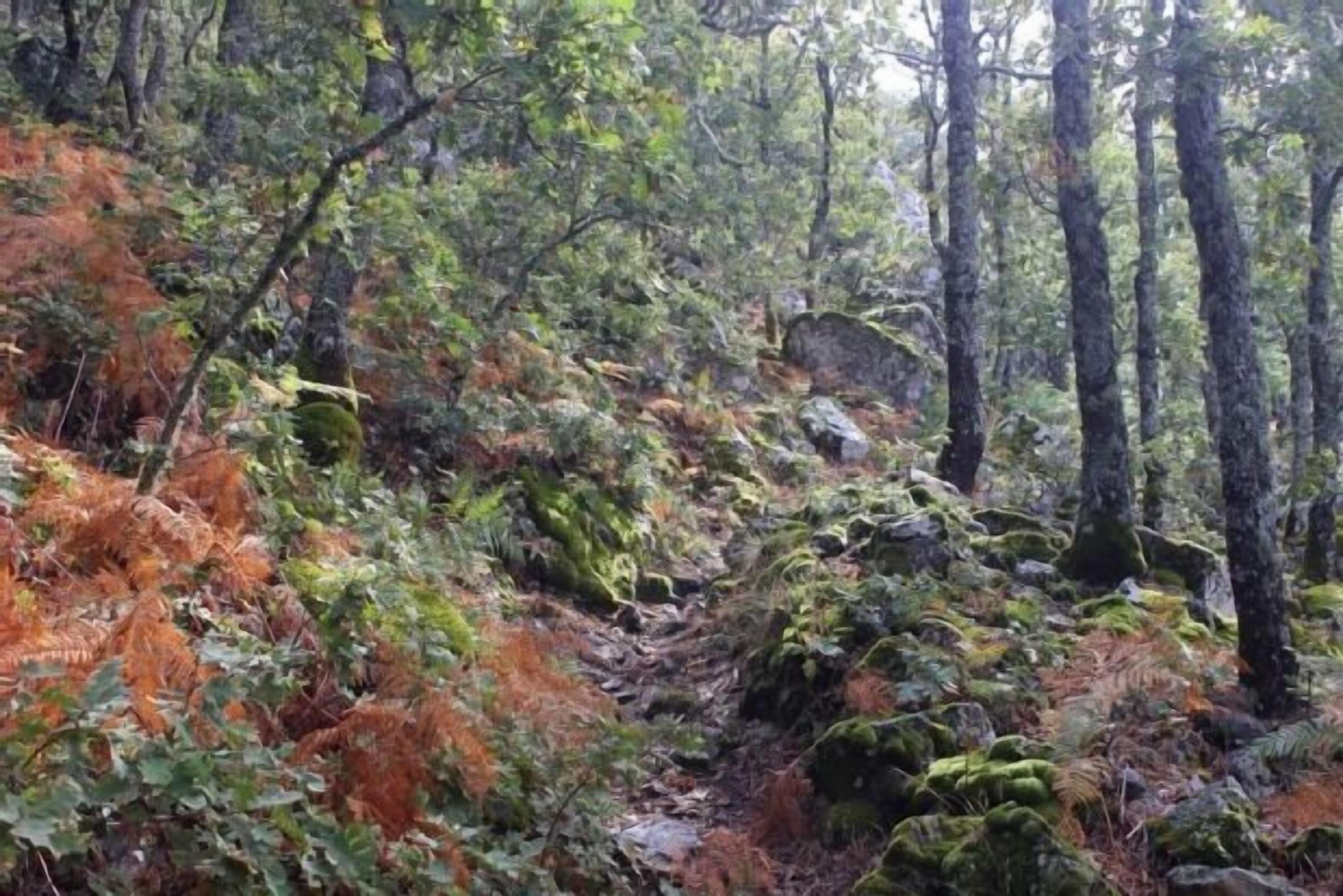 Une zone boisée, caractérisée par une végétation dense et de nombreux arbres.
