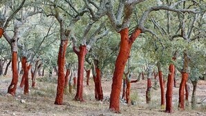 A forest of trees with reddish-brown trunks and sparse green foliage. - Detached house with 2 bedrooms overlooking the valley (A2) (Berzocana)