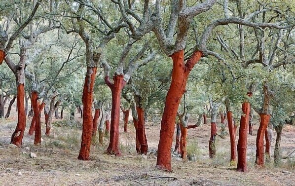 Un bosque de árboles con troncos rojizo-marrón y escasa vegetación verde.