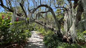 A pathway through a garden with moss-covered trees and various plants. - ATLANTIC BREEZE ~ 2B/2BA Renovated Retreat w/ Pool, Fitness Area & Beach! (Key West)