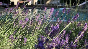 Een huis met een zwembad, omringd door hoog gras en paarse bloemen.