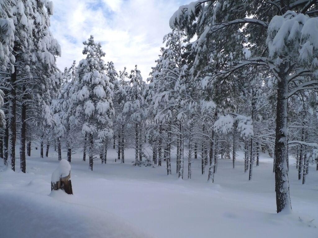 Een besneeuwd bos met hoge bomen en een heldere lucht.
