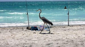 A beach with fishing rods and a bird on the sand. - For those who want ONLY THE BEST!  60 Steps to the Beach - Gulf Views! (Manasota Key)