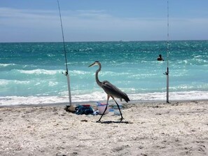 A beach with fishing rods and a bird on the sand. - For those who want ONLY THE BEST!  60 Steps to the Beach - Gulf Views! (Manasota Key)