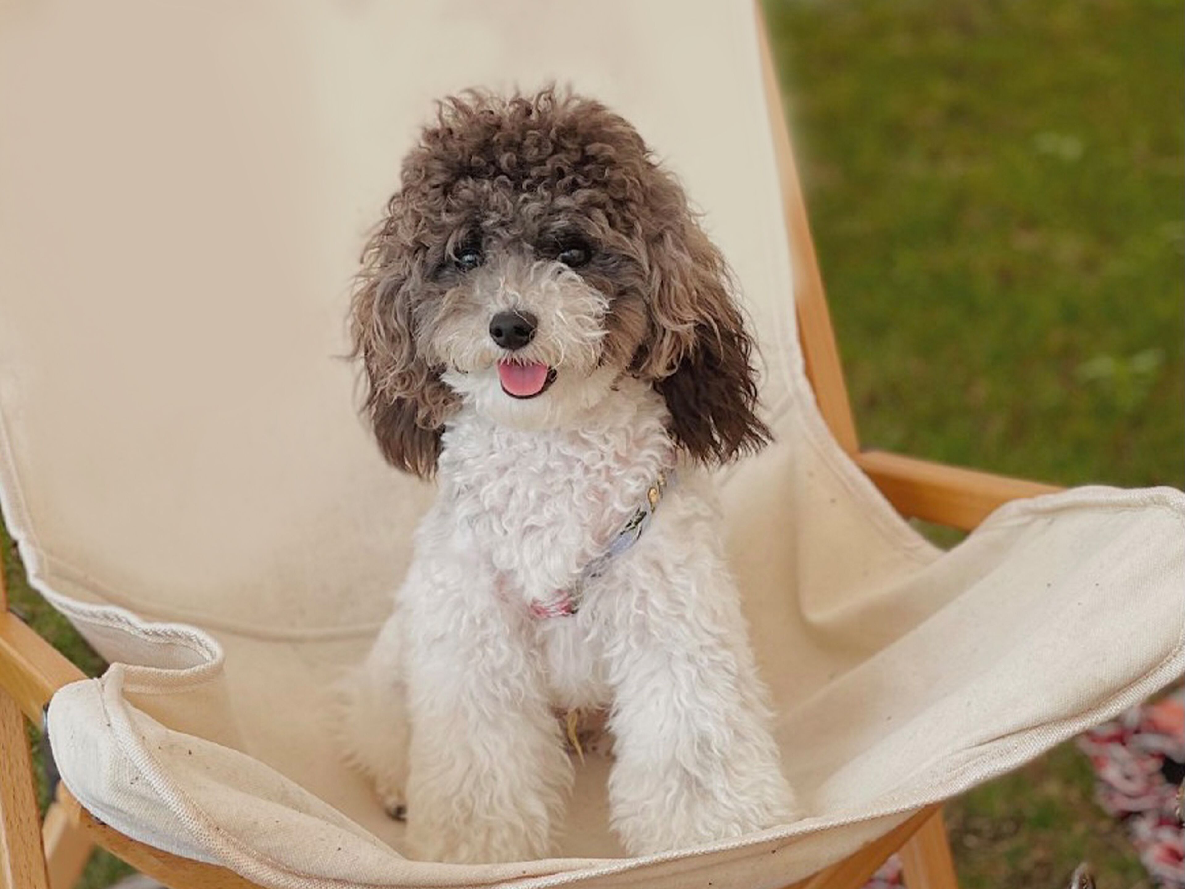 Un perro pequeño y de pelo rizado sentado en una silla color beige para exteriores.