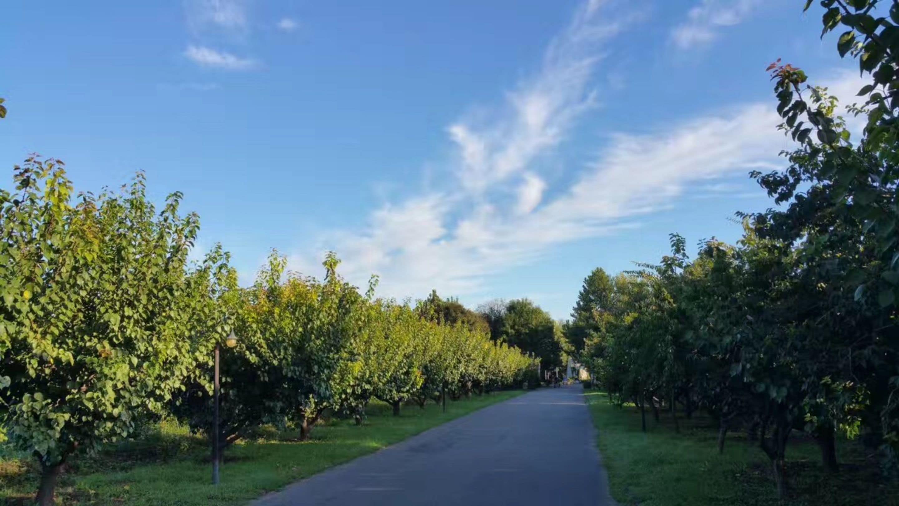 A tree-lined road with a clear sky.