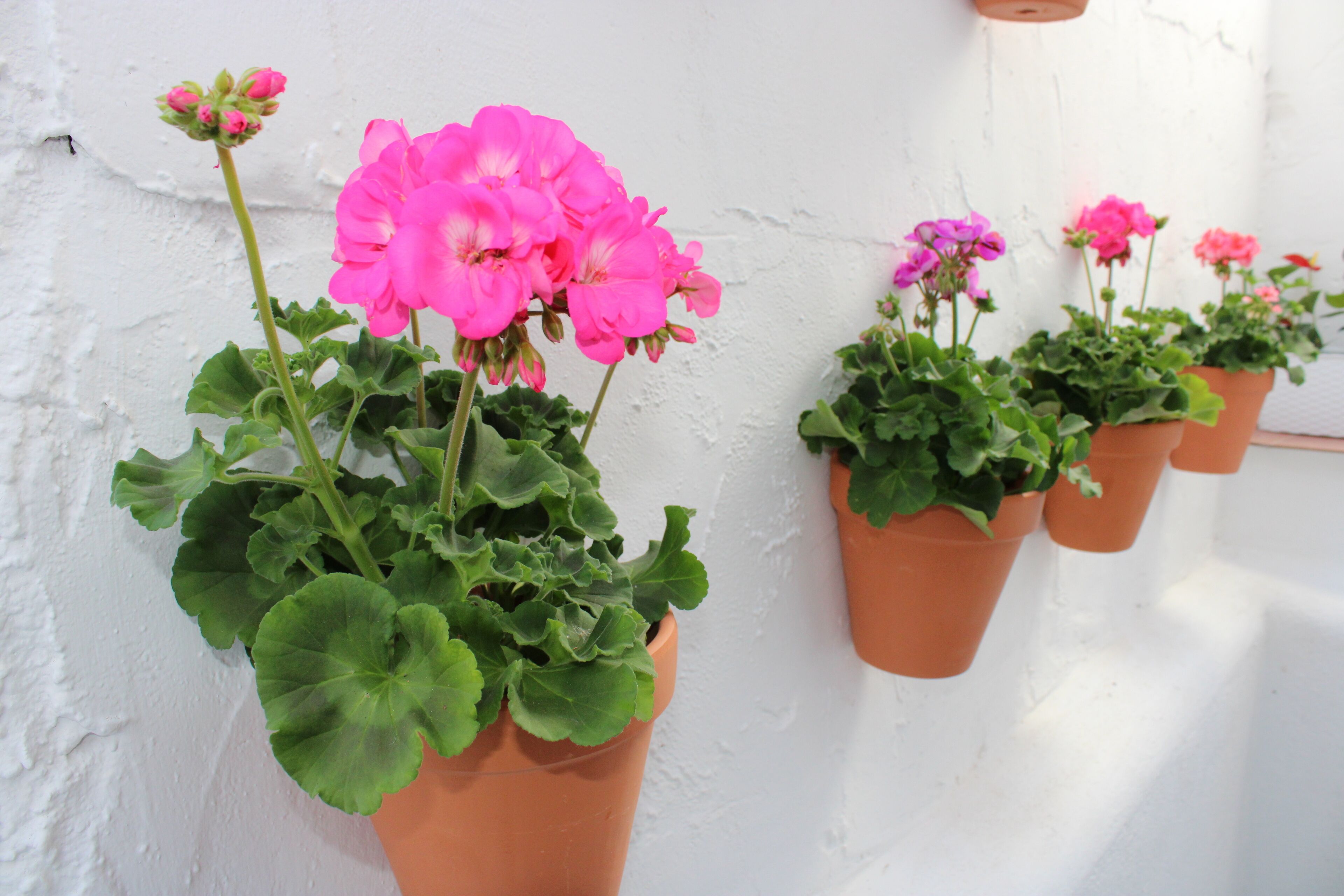 Des pots de fleurs en terre cuite ornés de fleurs roses et violettes, le tout placé devant un mur blanc.