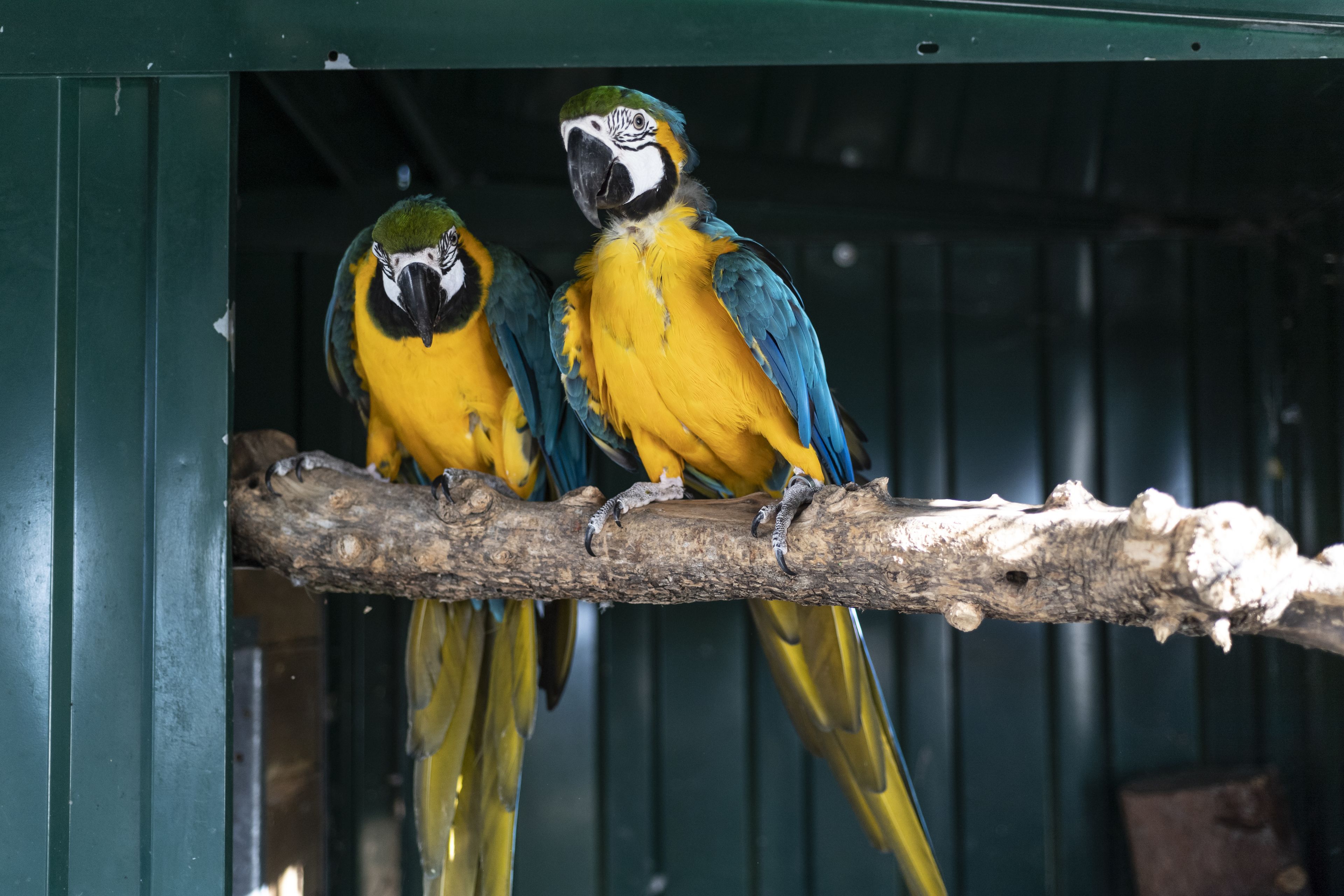 Deux perroquets étaient perchés sur une branche à l’intérieur d’une structure aux murs verts.