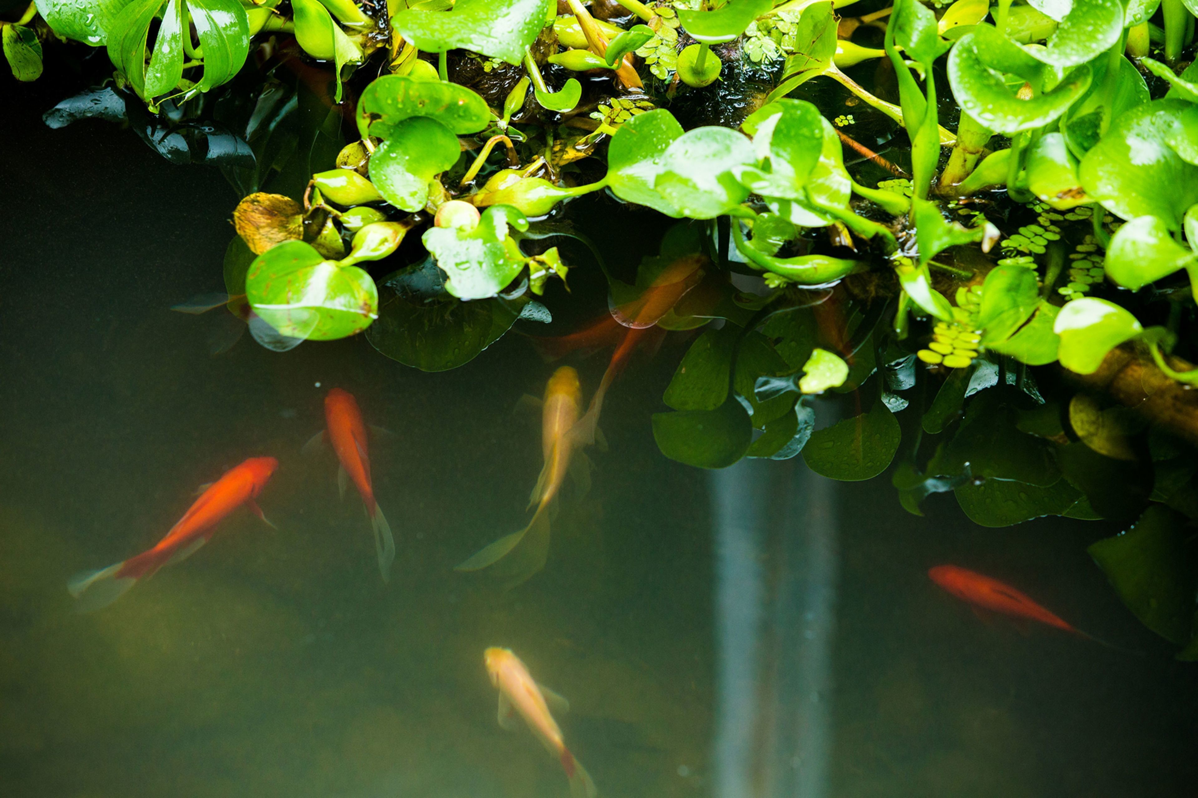 A pond with water plants and fish.