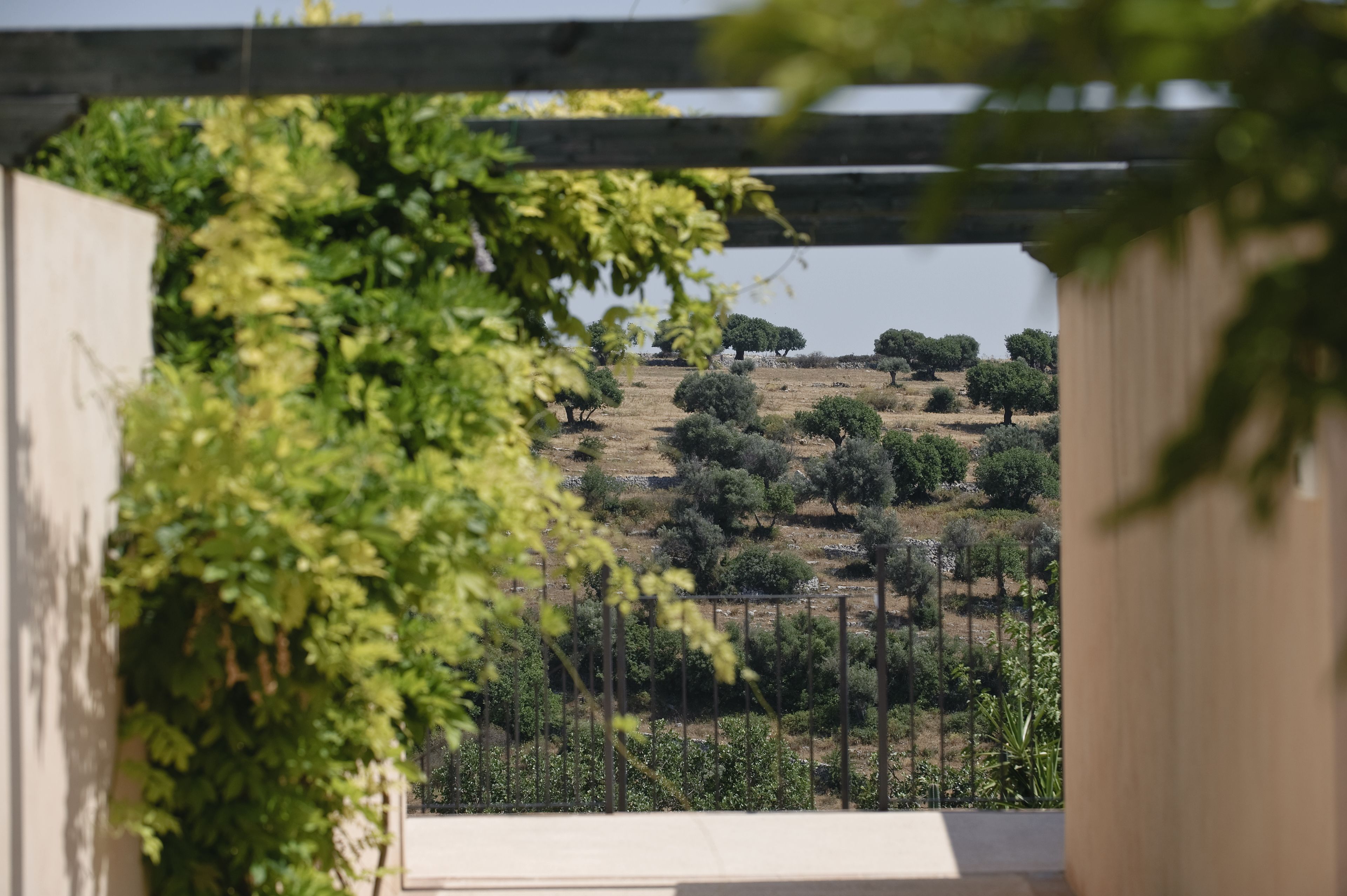 Blick durch eine hölzerne Pergola mit Grünpflanzen im Vordergrund, der auf eine Landschaft mit Bäumen und Sträuchern führt.