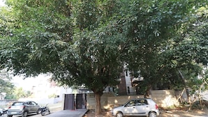A tree-lined street with parked cars and a building in the background. - OYO 24624 Kaycee Residency (Gurugram)