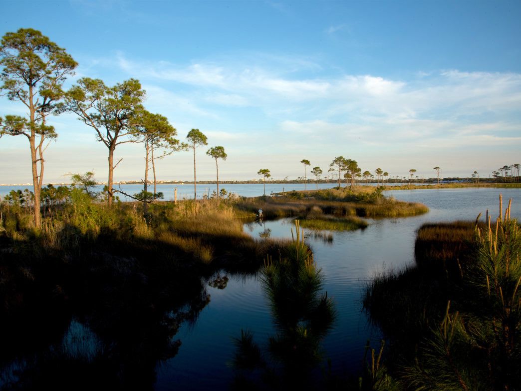 A calm water body surrounded by tall trees and grassy areas.