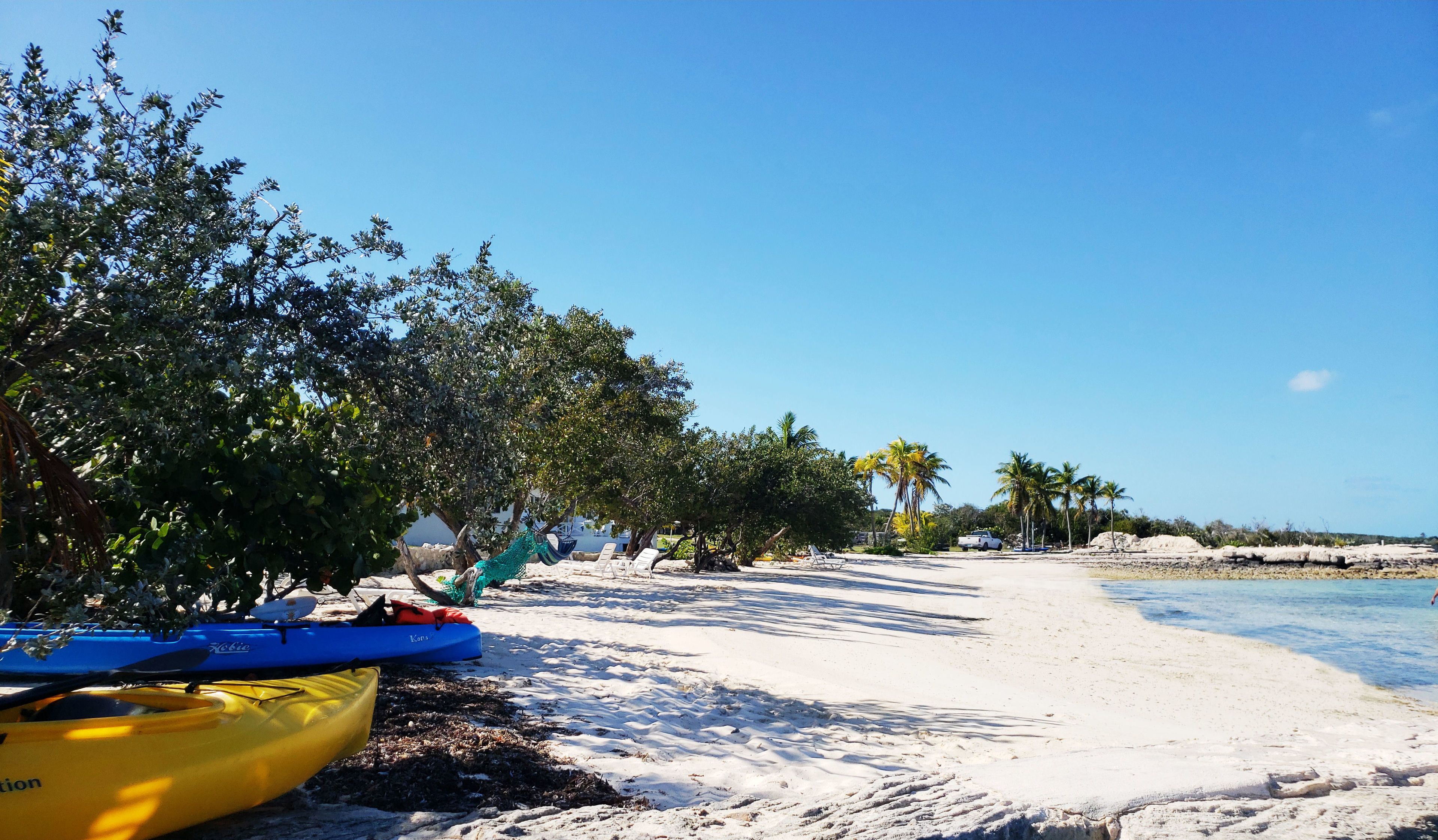 A beach with kayaks, palm trees, and a clear sky.