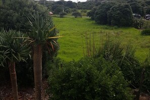 A lush green field with dense shrubbery and tall palm trees. - Magical West Coast Retreat (Bethells Beach)