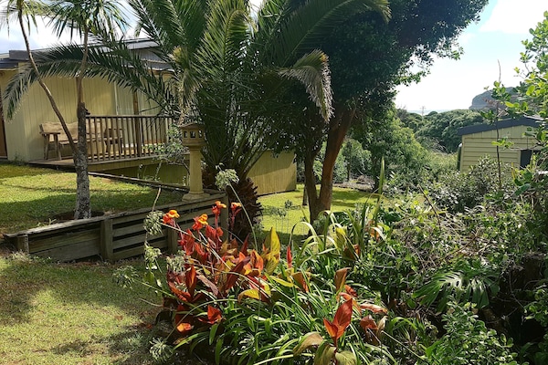 Back garden