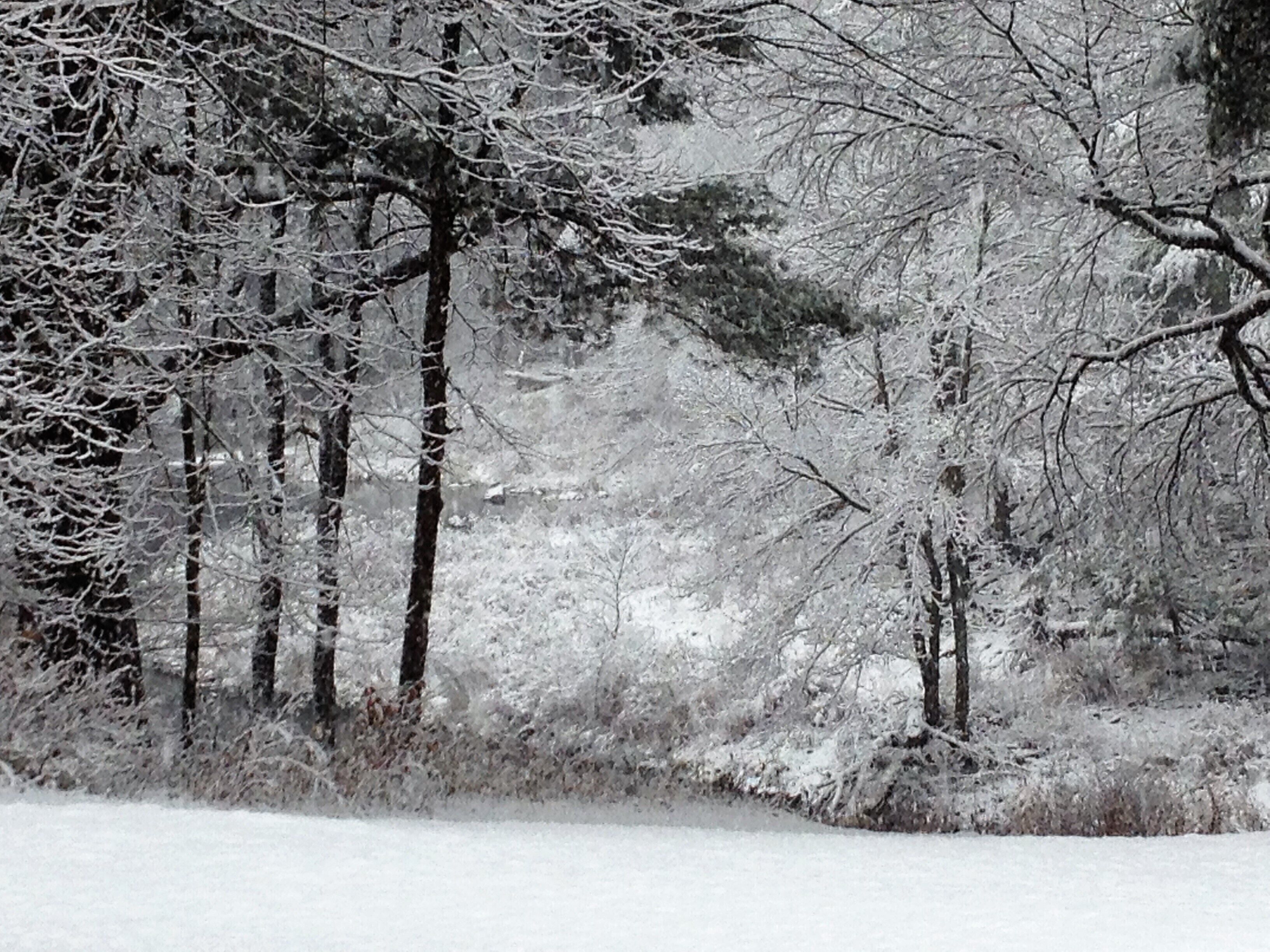 A snowy forest scene with bare trees and a snow-covered ground.