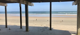 Dolphin Views - On the beach! 