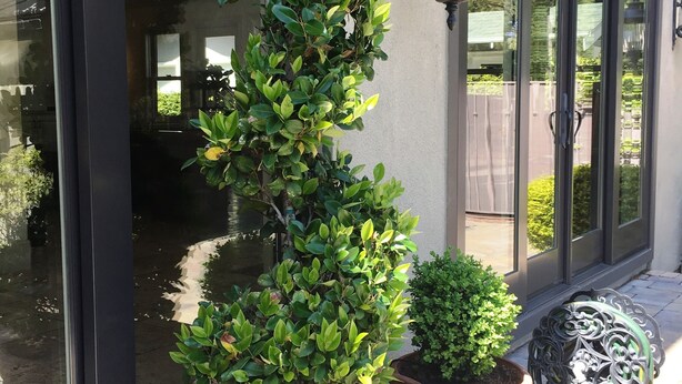 A potted plant next to a building with large windows and a wall-mounted light fixture. - Splashpad. Steps from downtown and dining, shops and Starbucks. Walkable (San Jose)