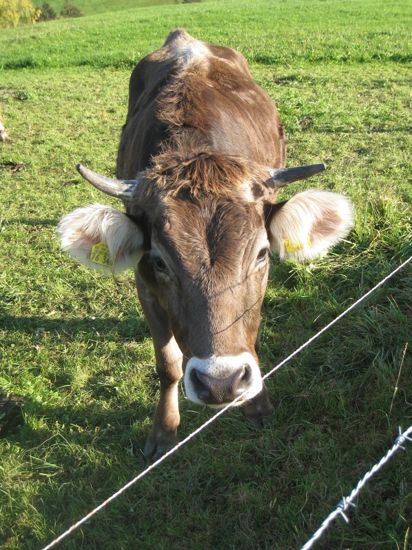 A cow in a grassy field with a barbed wire fence. - Beautiful 65 sqm apartment (Ofterschwang)
